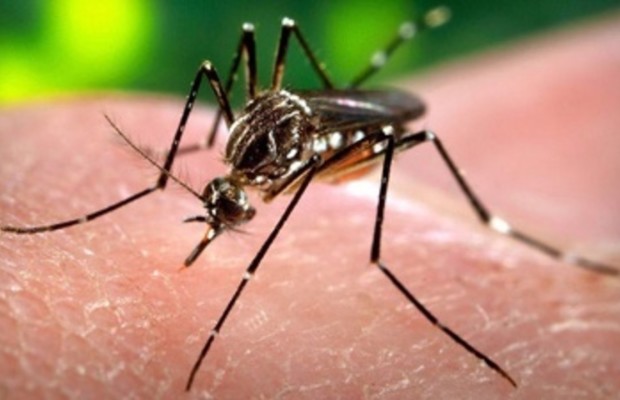 Zika Virus Becoming Widespread