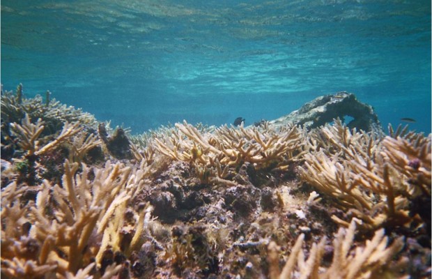 Tropical Marine Field Study in Belize