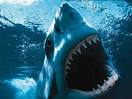 Shark Week Makes Jaws Drop