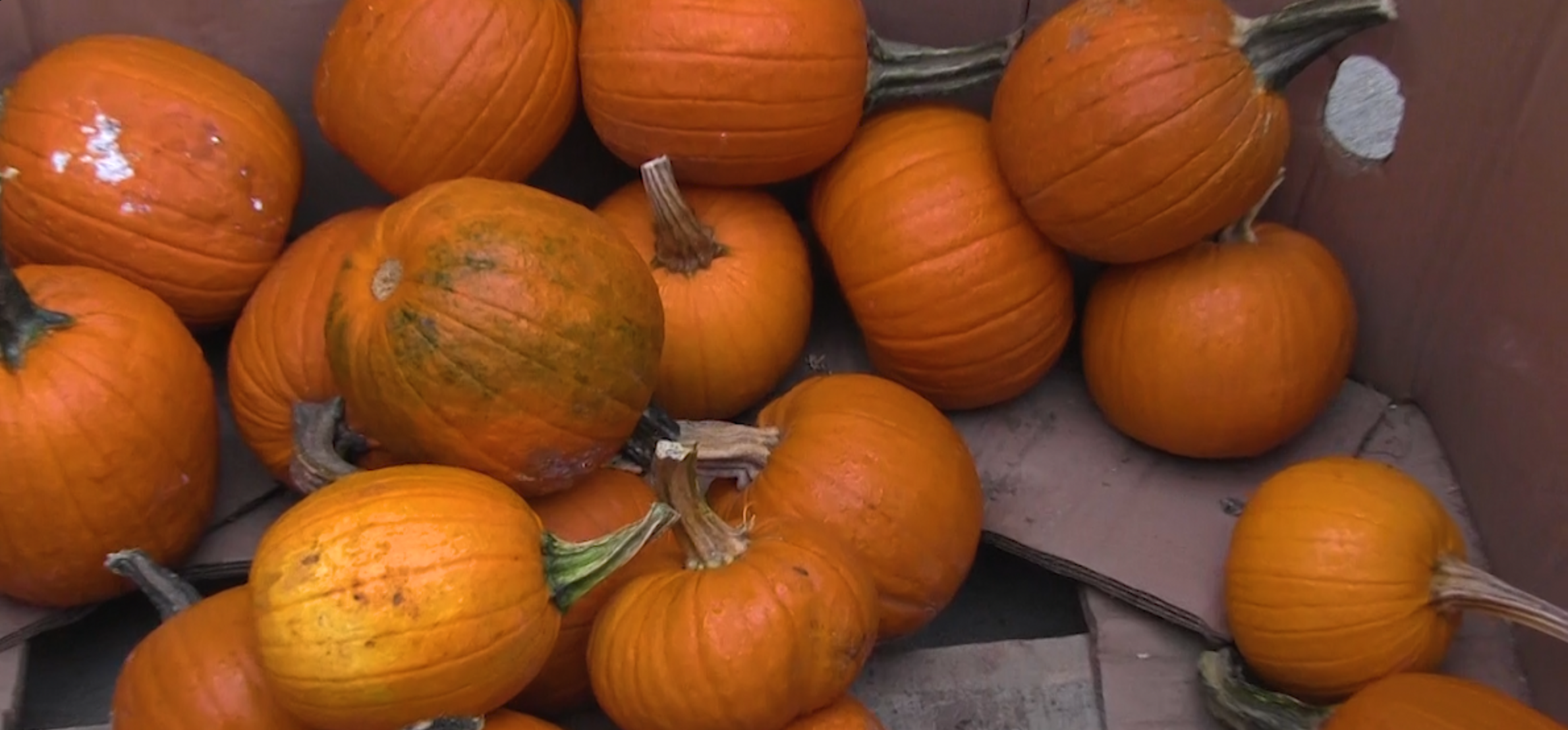 VIDEO:: PES Pumpkin Decorating